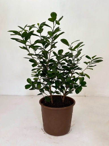 Ficus microcarpa