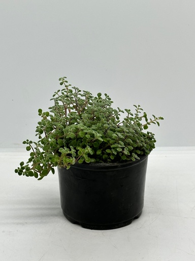 Crassula expansa fragilis