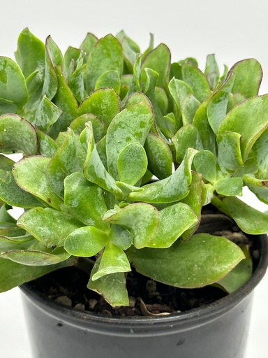 Crassula ovata undulata