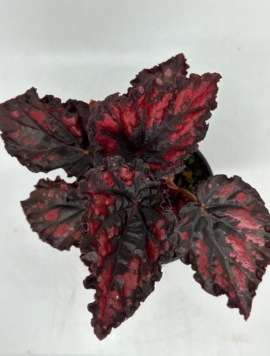 Begonia rex 'Etna'
