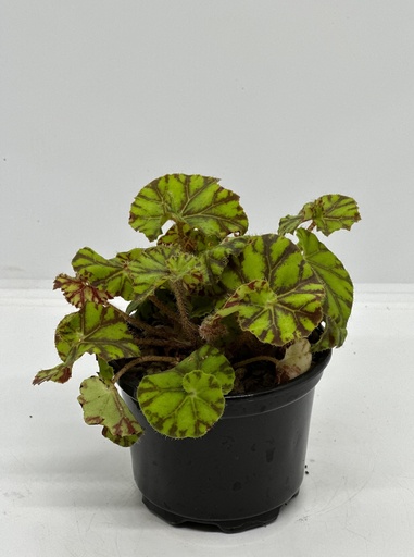 Begonia rex 'tiger kitten'