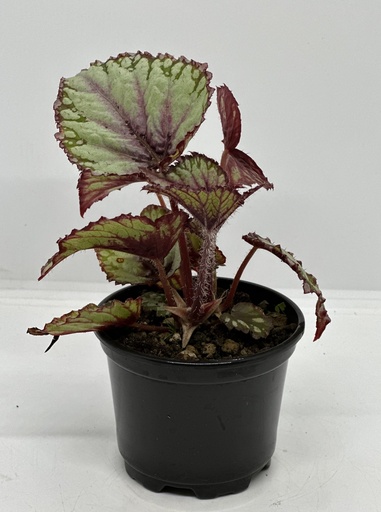 Begonia rex 'Putz'