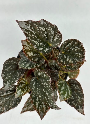 Begonia argenteo guttata