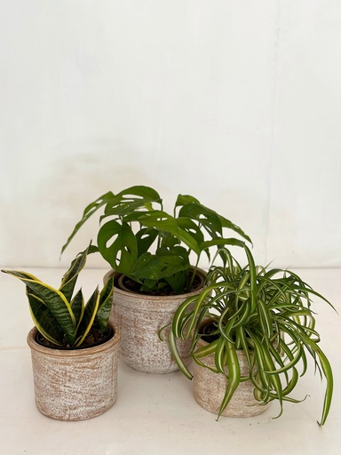 Home / Office Bundle with Terracotta Pots