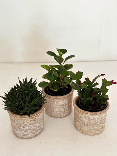 Pet Lovers Selection with Terracotta Pots 