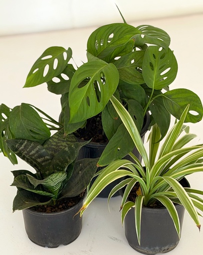 Home / Office Bundle (without pots)