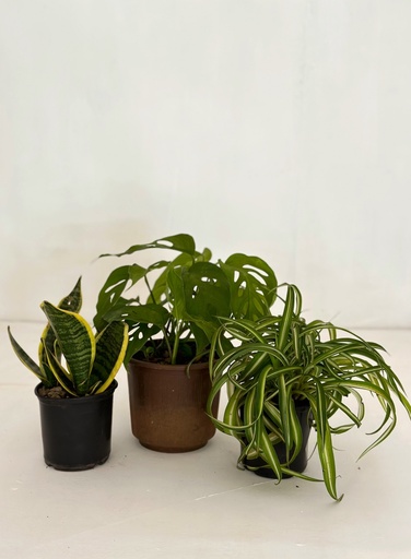 Home / Office Bundle (without pots)