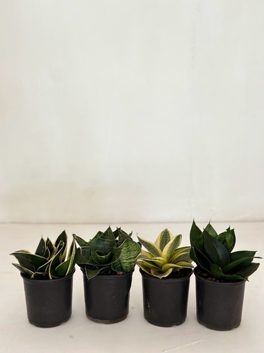 Snake Plant Selection (without pots)