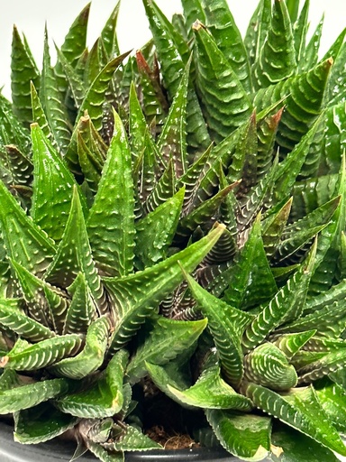 Haworthia limifolia