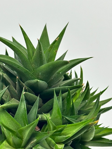 Haworthia angustifolia 'green'