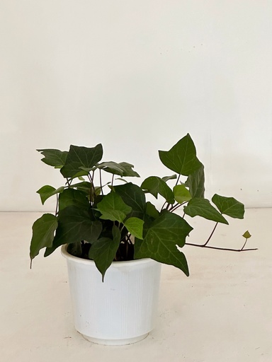 Hedera helix