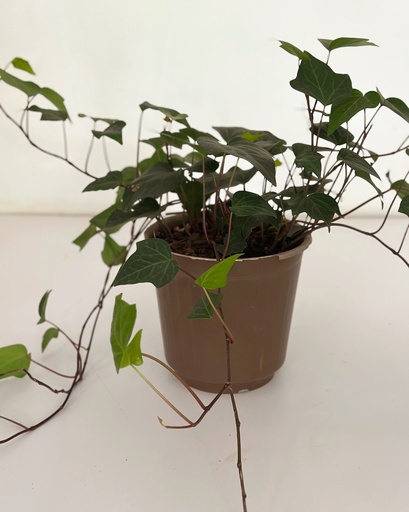 Hedera helix