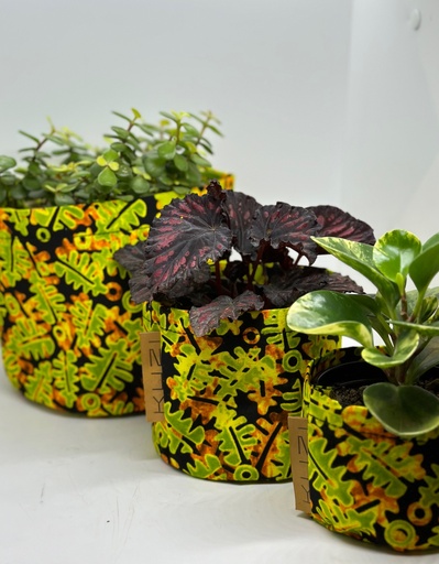 Acid Oak Kitenge Planter