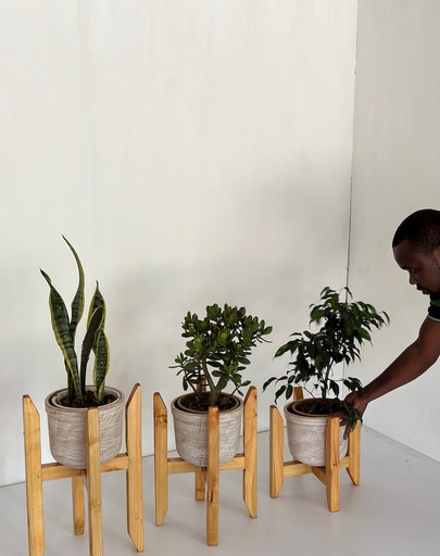 Vikovu Stand in Pine (Size 6) 