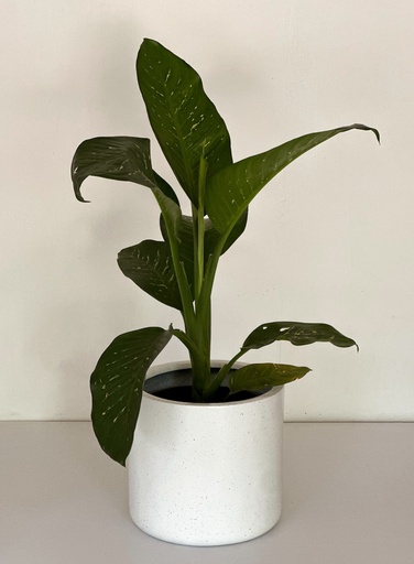 Bobby and Dieffenbachia Gift Combo