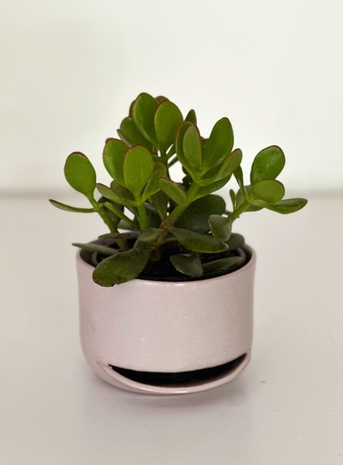 Junior Size 3 and Crassula Gift Combo