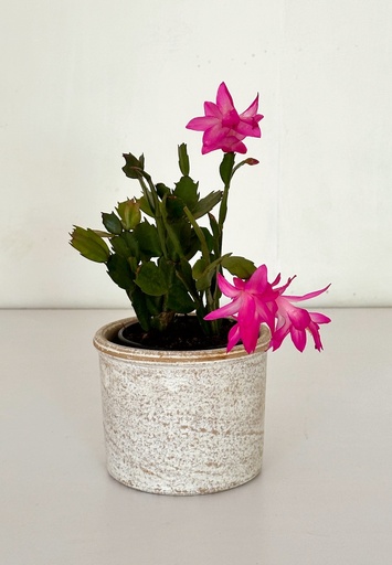 Tubular Size 4 and Christmas Cactus Gift Combo