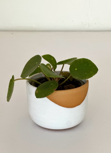 Sam Size 1 Pot and Pilea Gift Combo