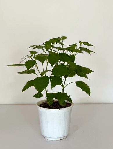 Chili Pepper