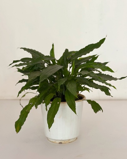 Spathiphyllum 