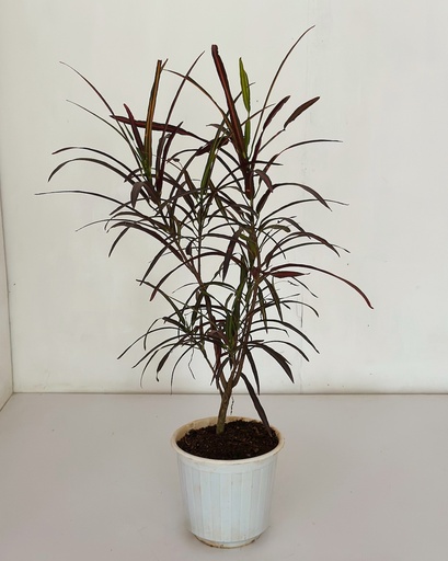 Codiaeum variagetum 'Zanzibar' (Croton)
