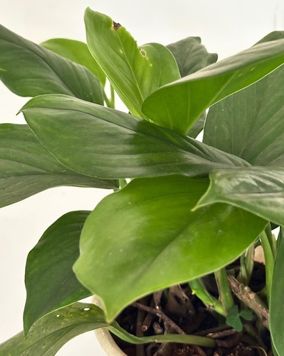 Monstera lechleriana 