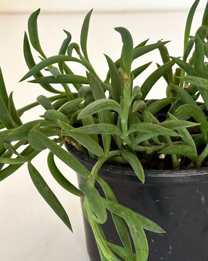 Senecio radicans (String of Bananas)