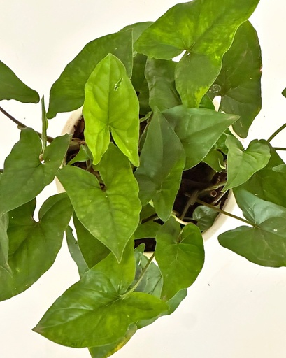 Syngonium 'Green Fantasy'
