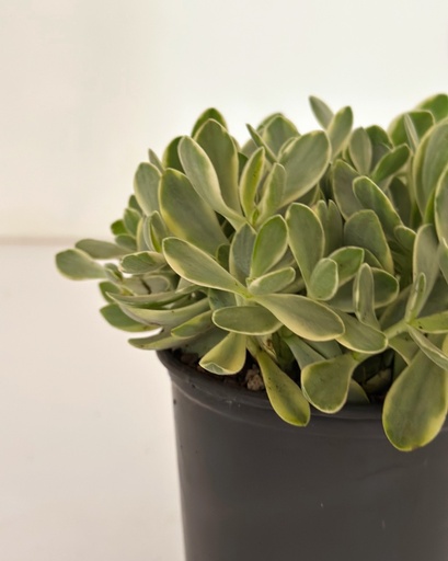 Crassula swaziensis variegata