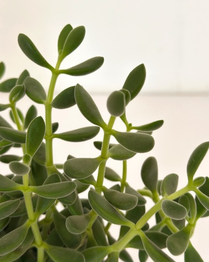 Crassula cephalophora