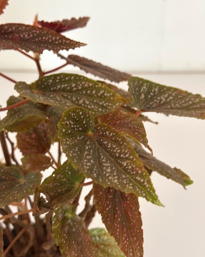 Begonia 'Begino Pink'
