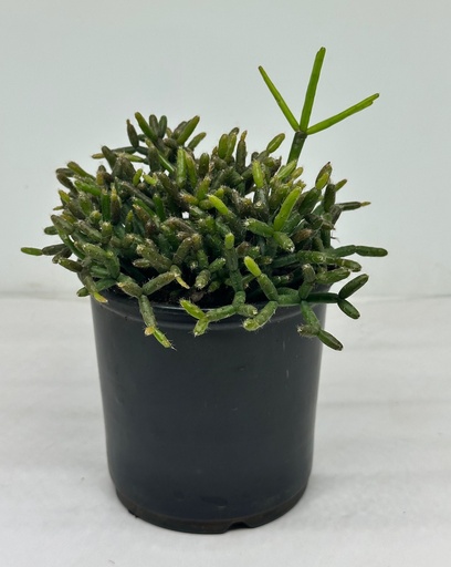 Rhipsalis burchellii