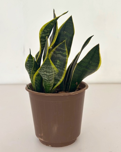Sansevieria superba