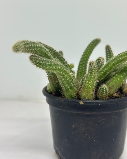 Echinopsis chamaecereus (Peanut cactus)