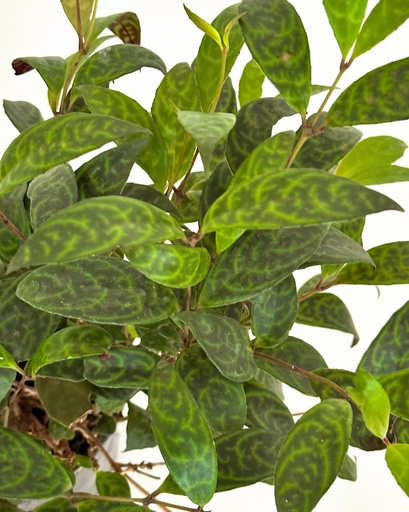 Aeschynanthus longicaulis (Lipstick Plant)
