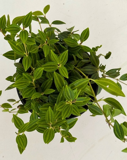 Peperomia angulata