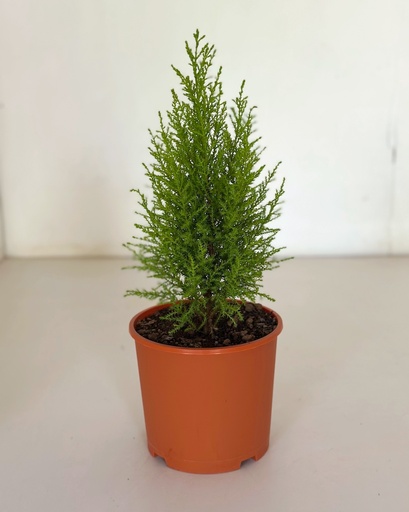 Lemon Cypress 'Christmas Tree'