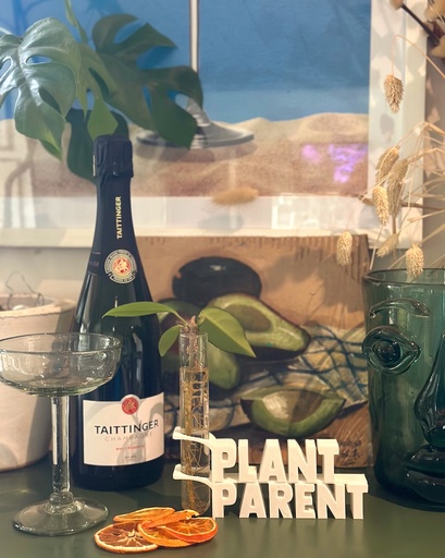 Plant Parent Propagation Holder