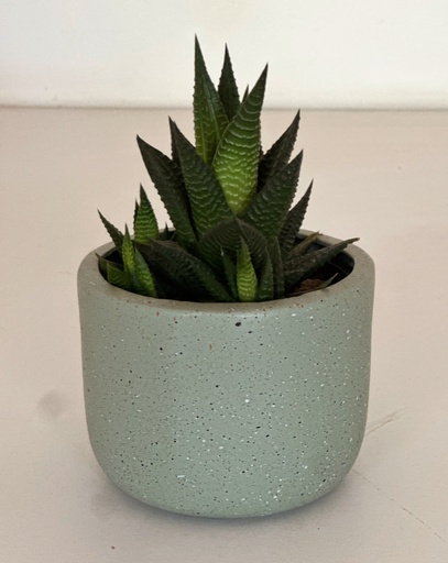 Size 2 Plant and Pot Gift Combo