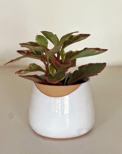 Size 4 Plant and Pot Gift Combo