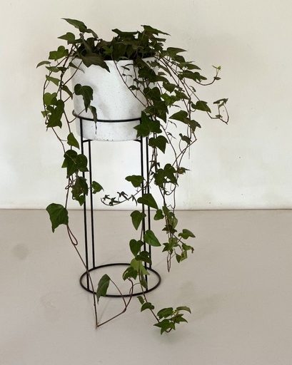 Size 6 Plant, Pot and Stand Gift Combo