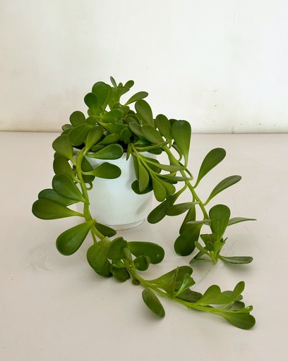 Kleinia petraea (Trailing Jade)