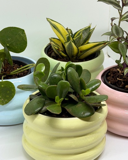 Zuri Pot