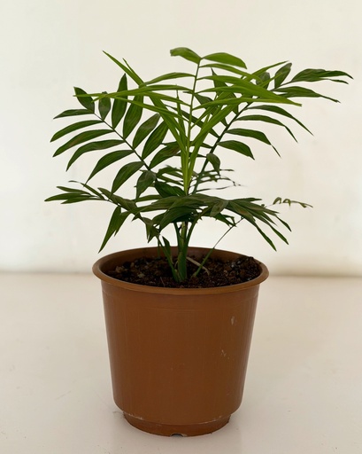 Chamaedorea elegans (Parlour Palm)